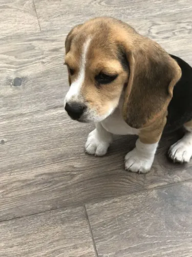 Beagle Cachorrinhos à venda - prontos para te conquistar