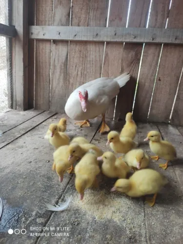 Patinhos