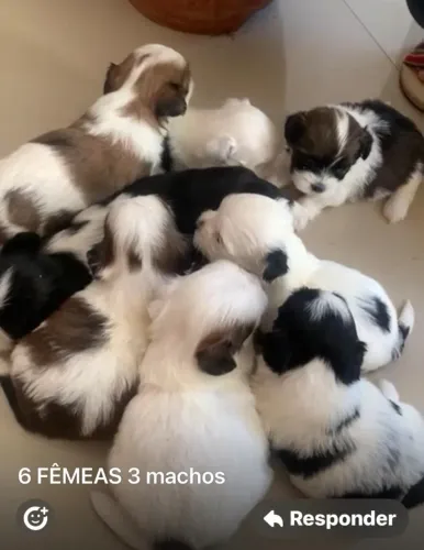 Shih tzu docil, carinhoso