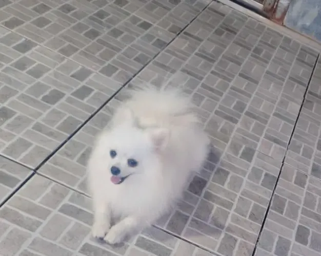 Lulu Pomerânia para cruza com pedigree