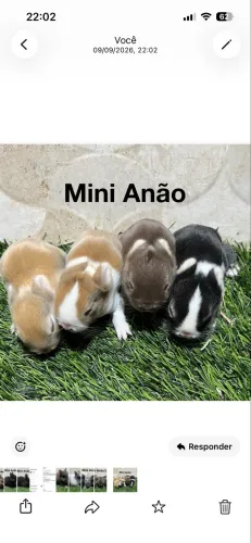 Mini coelhos