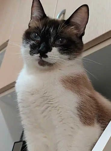 Gata