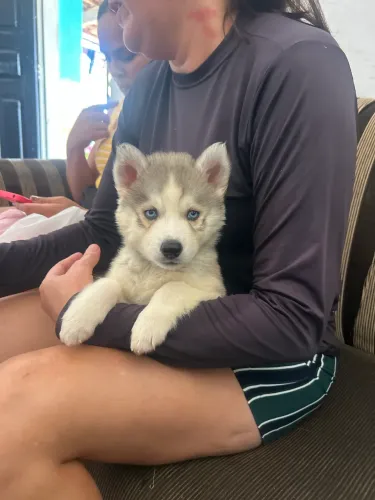 Husky Siberiano