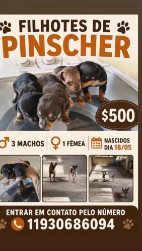 Filhotes de pinscher 1