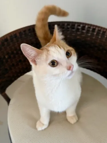 Doação gatinhos irmãos 