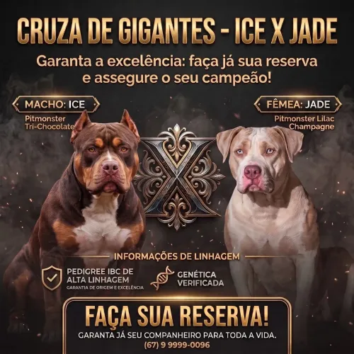 Filhotes de Pitmonster - Pedigree IBC