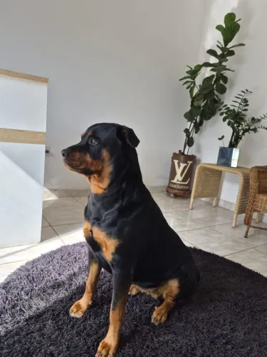 Cachorro