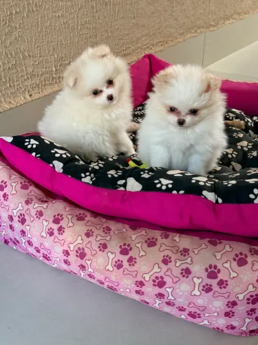 Lulu da Pomerania já vacinado é vermifugada uma. Fêmea é um Macho
