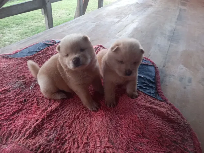 Chow-chow Europeu 