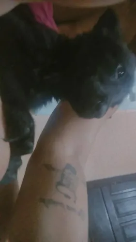 Doação de cachorro 