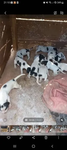 Vendo filhotes de americanos urrador