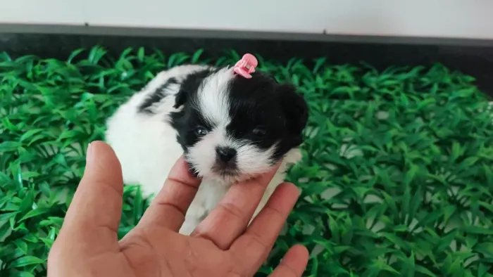 Shihtzu femea