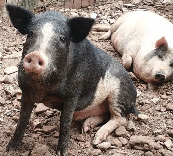 Agropecuária 