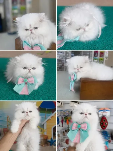 Gato persa branquinho