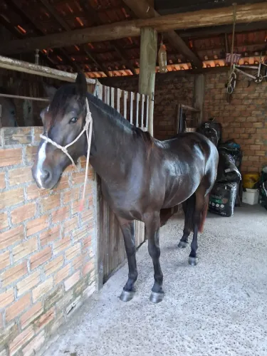 Castrado confirmado