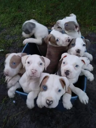 Filhotinhos Pitbull/ Pit Monster pelagem densa e olhos azuis