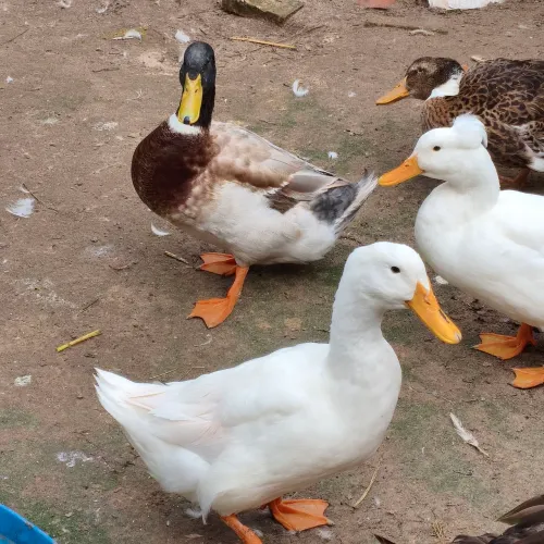Marrecos Macho, Patos 