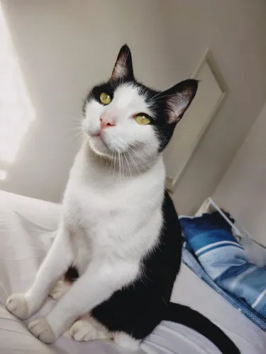 Gato macho para doação 