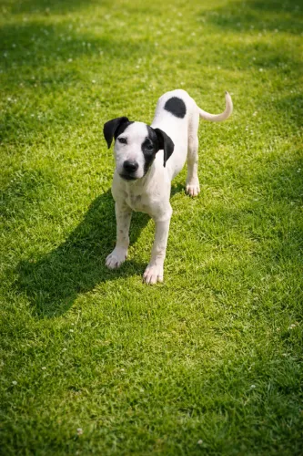 Doação filhote cachorro porte M