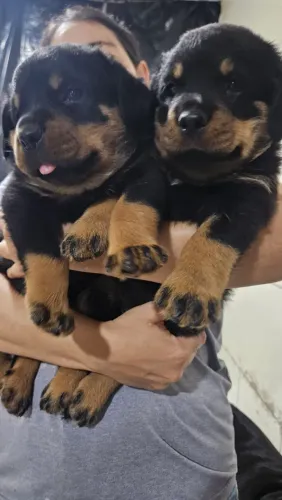 Filhotes puro de Rottweiler