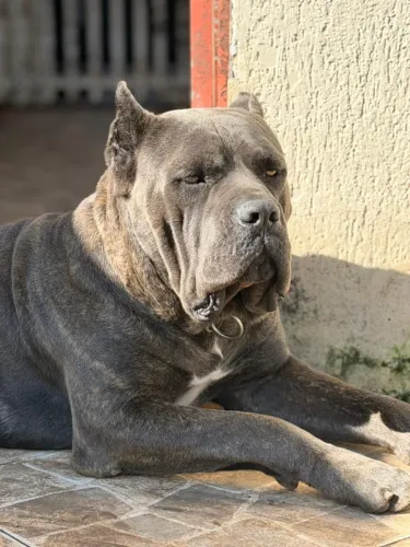 Filhotes Cane Corso Italiano - Ultimo filhote ( machos )