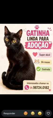 Gatinha para adoção