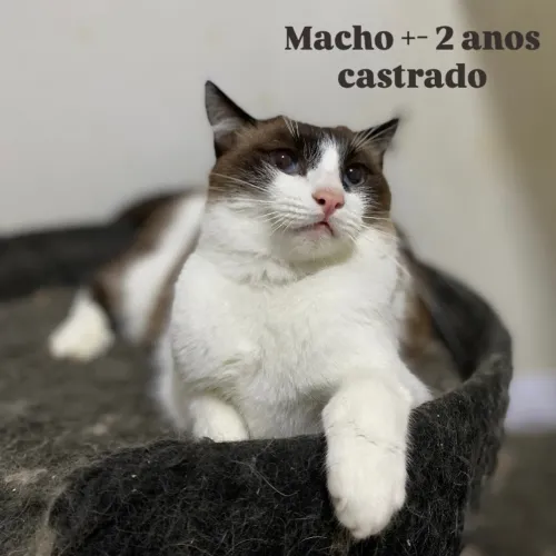 Gato para adoção