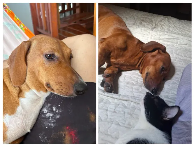 Filhotes de Salsicha Daschund Standart