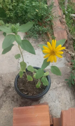 muda de girassol está perto de abrir a flor? promoção