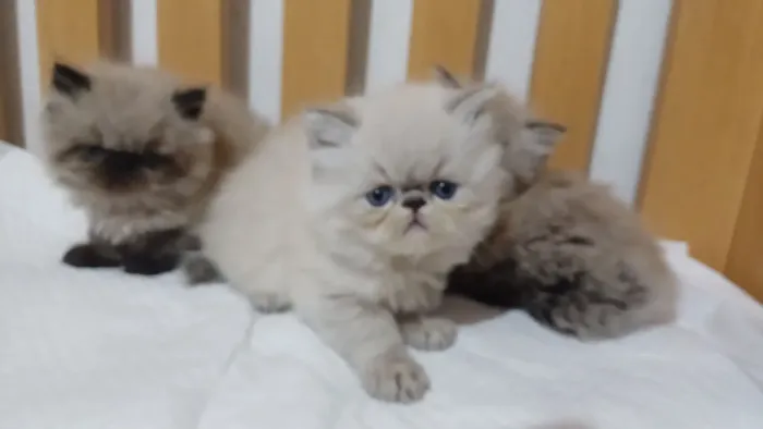 Lindo filhote de gato persa macho olhos azuis pura.Parcelo.Entrego Curitiba e região 