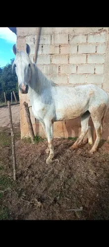 Cavalo mangalarga marchador