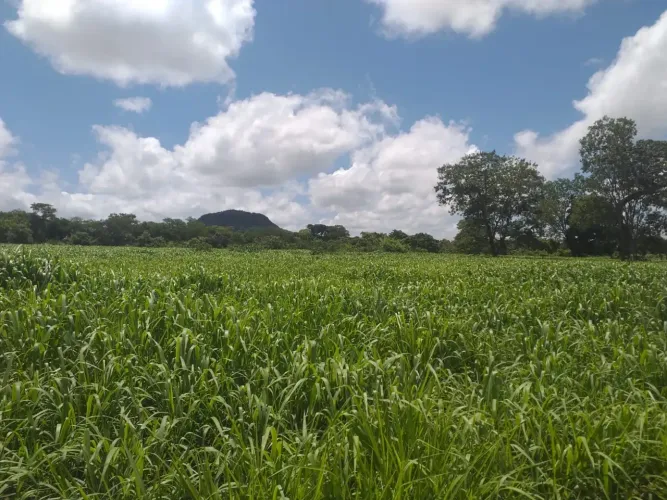 Fazenda de 411 hectares, terras de cultura, margeada por Rio e outorga - Arinos - MG
