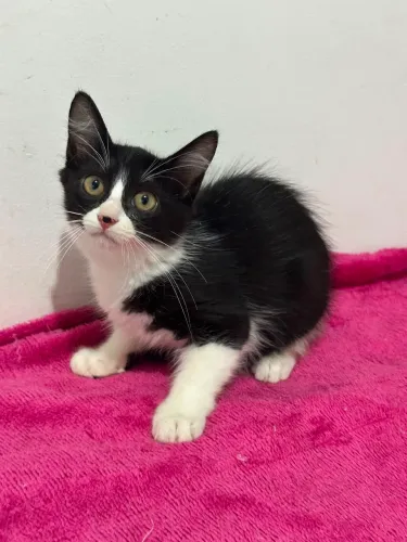 Gatinha para adoção