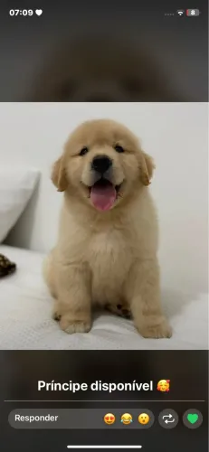 Golden retriever com pedigree