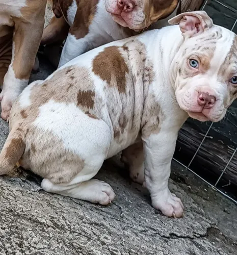 Filhote Macho tri Merle Disponível