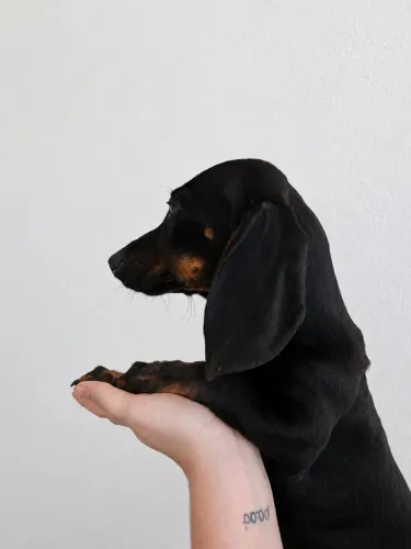 Basset macho promoção!