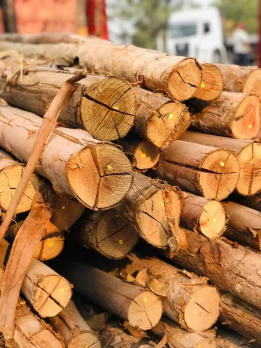 Escoras de eucalipto 3,5m por 4,00 reais cada, temos 40 unidades