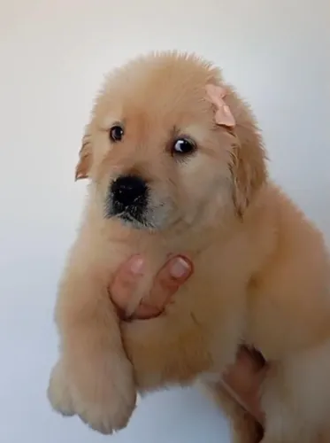 Golden retriver