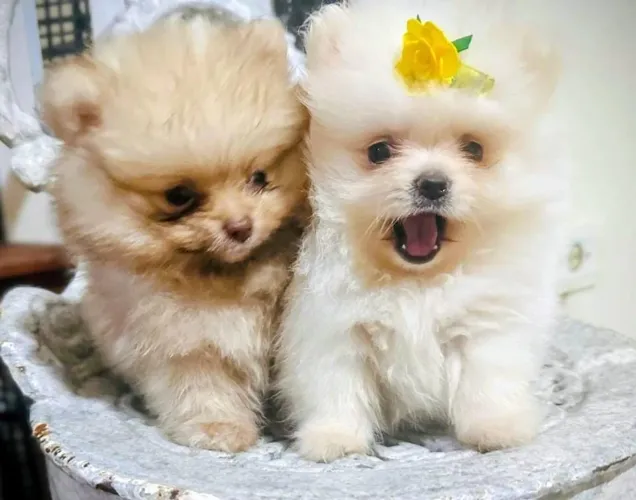 Spitz alemão -Pequenos, ativos e bem adaptados
