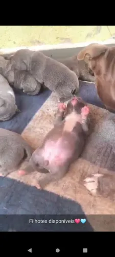 Américan Bully 