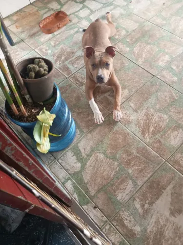 pitbull para doação 