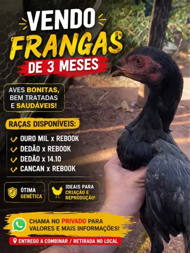 Frangos Índios de boa genética!!