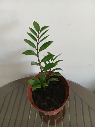 Planta zamioculca