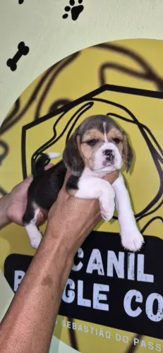 Filhotes Beagle