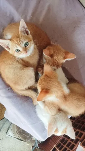 Gatos/gatinhos