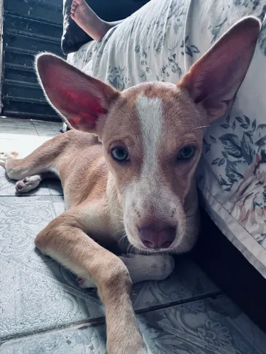 Estou doando minha cachorrinha 