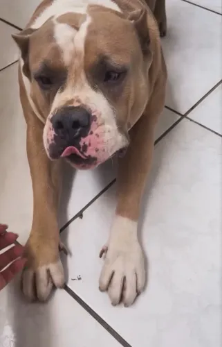 Estou doando American Bully 