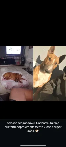 Adoção responsável