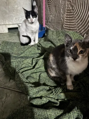 Doação de gatos 