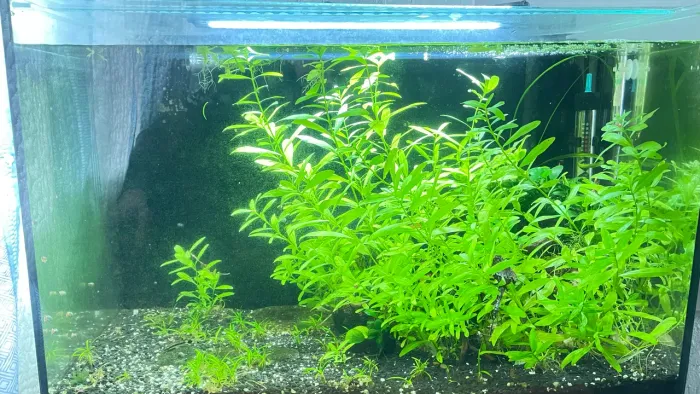 Aquário natural plantado - sistema ecológico completo